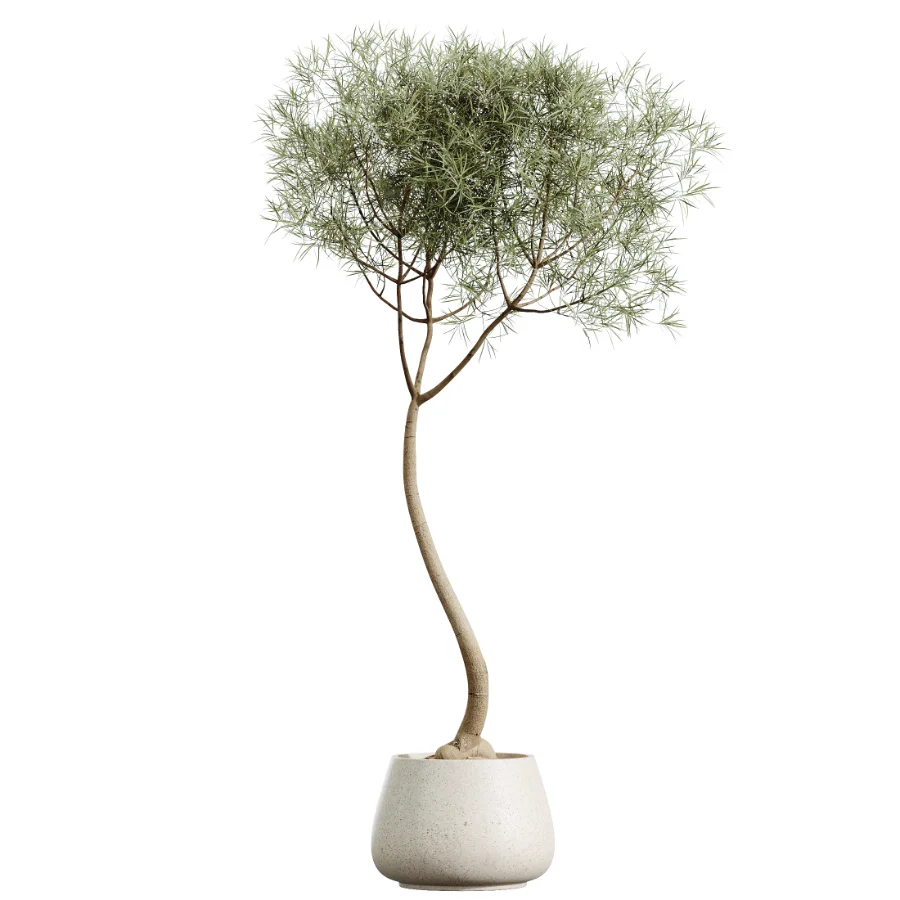 AV Indoor Plants Set 459 Chemlali Olive and Cat Reed Palm and China Orange Tree and Ficus Dracaena Marginata and Ravenala Banana - Image 3