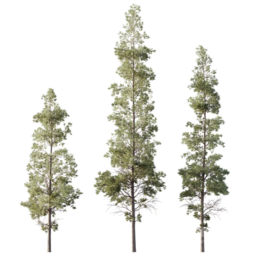 AV Pinus Echinata and Chamaecyparis Thyoides trees - Image 3