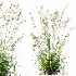 AV Celtica Gigantea Stipa Golden Oats and Stipa Tenuissima Ostnica Mocna Pony Tails - Thumbnail 8