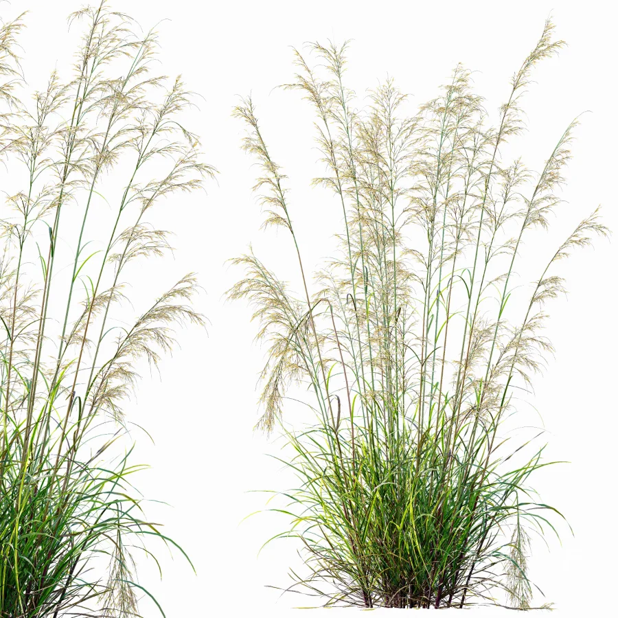 AV Celtica Gigantea Stipa Golden Oats and Stipa Tenuissima Ostnica Mocna Pony Tails - Image 8