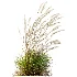 AV Calamagrostis Acutiflora Karl Foerster - Thumbnail 2
