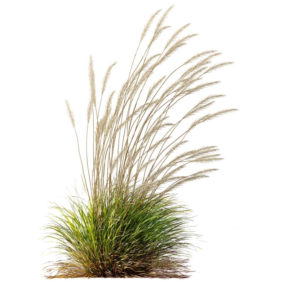 AV Calamagrostis Acutiflora Karl Foerster - Image 2