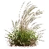 AV Calamagrostis Acutiflora Karl Foerster - Thumbnail 3