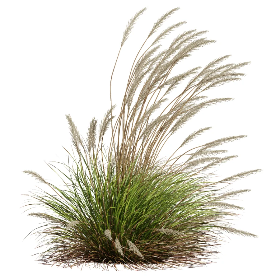 AV Calamagrostis Acutiflora Karl Foerster - Image 3