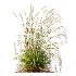 AV Calamagrostis Acutiflora Karl Foerster and Stipa arundinacea Sweet Grasses - Thumbnail 1