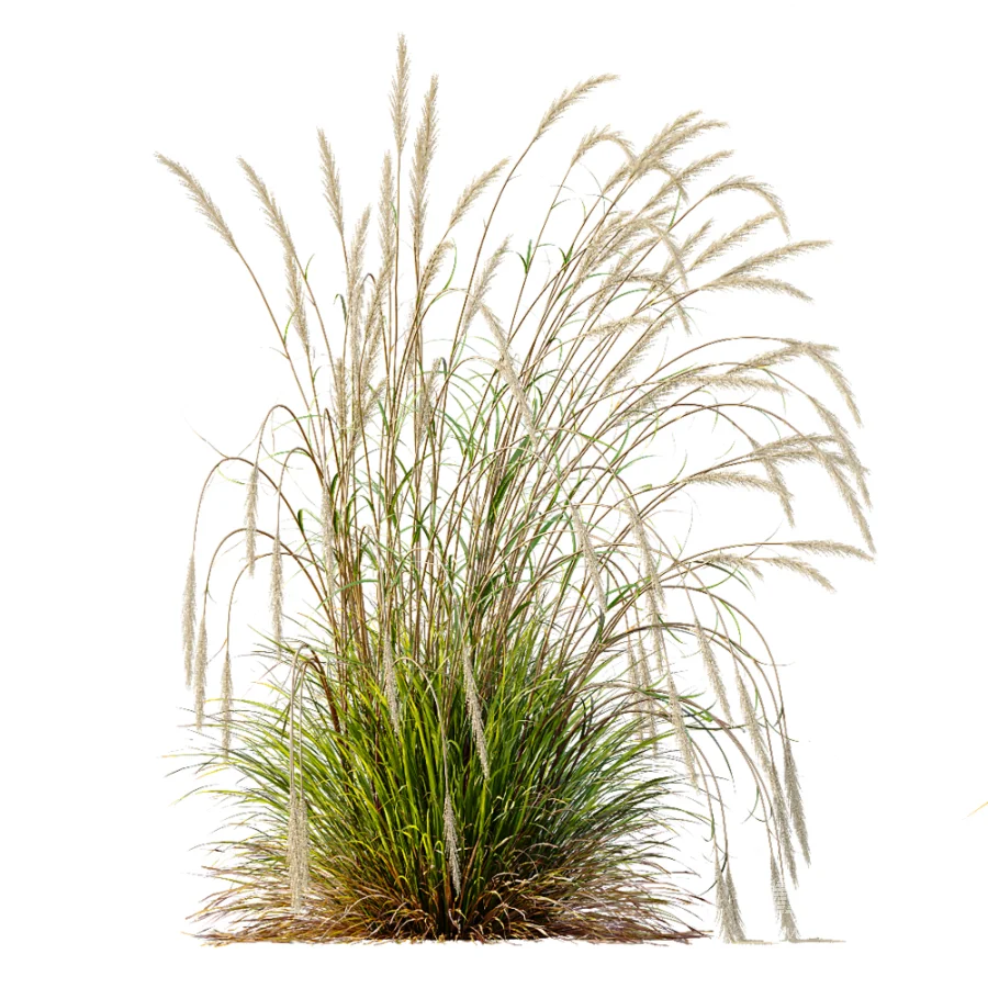 AV Calamagrostis Acutiflora Karl Foerster and Stipa arundinacea Sweet Grasses - Image 1