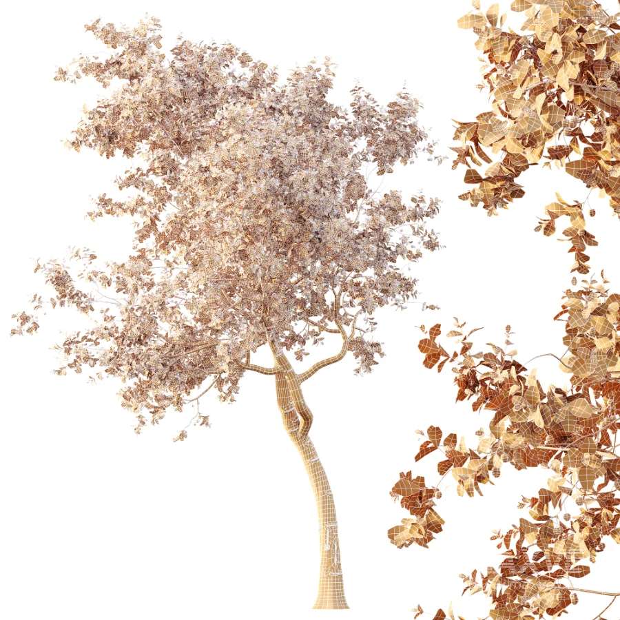 AV Plants Crataegus Pinnatifida Hawthorn Version02 - Image 6