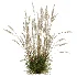 AV Calamagrostis Acutiflora Karl Foerster - Thumbnail 2