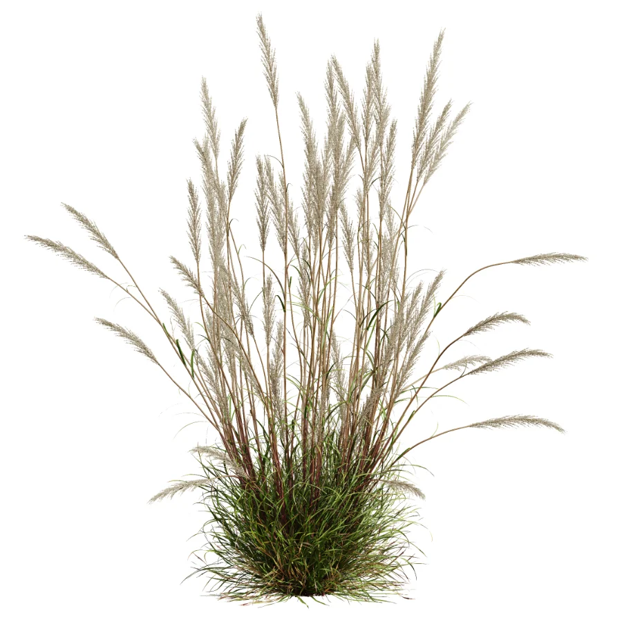 AV Calamagrostis Acutiflora Karl Foerster - Image 2