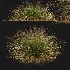 AV Stipa arundinacea Anemanthele lessoniana and Stipa arundinacea Sweet Grass - Thumbnail 5