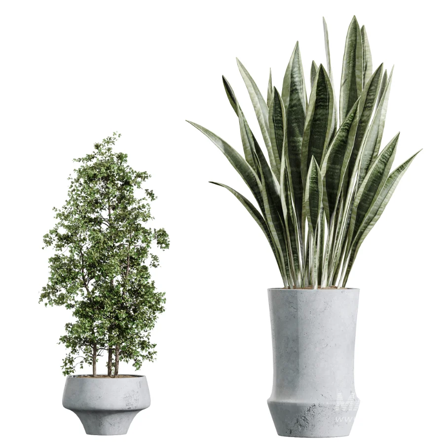 AV Indoor Plants Set 457 Olive Eucalyptus and Bird Of Paradise and Chemlali Olive and Snake Sansevieria - Image 8