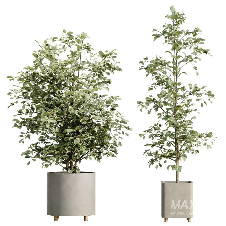 AV Indoor Plants Set 458 Ravenala Banana and Wilsonii Chemlali Olive and Alnus Glutinosa - Image 7