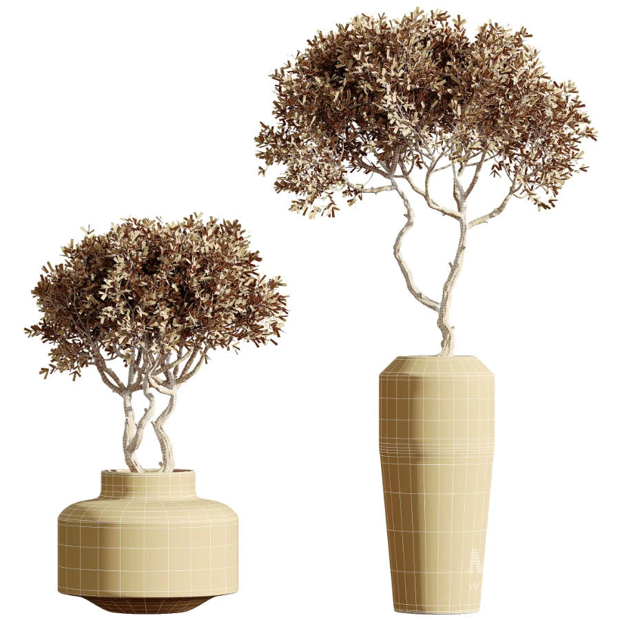 AV Indoor Plants Set 460 Ficus Cyathistipul and Calathea Lutea and Chemlali Olive and Ficus Benjamina African Fig - Image 8