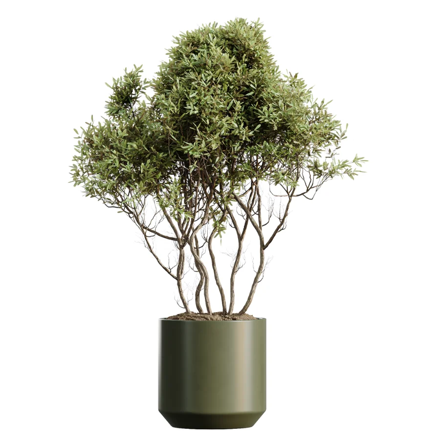 AV Indoor Plants Set 466 Dracaena Warneckii Lime Cane and Ficus microcarpa and Rhapis Lady Palm and Ravenala Banana and Chemlali Olive - Image 3