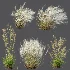 AV Celtica Gigantea Stipa Golden Oats and Stipa Tenuissima Ostnica Mocna Pony Tails - Thumbnail 12