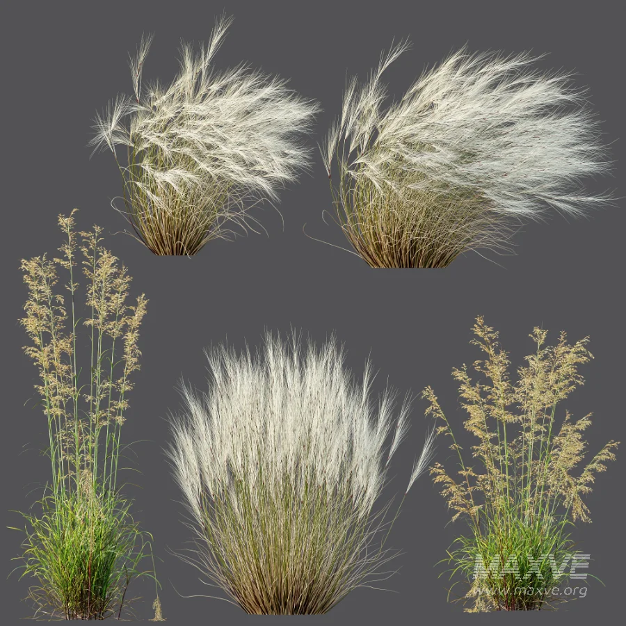 AV Celtica Gigantea Stipa Golden Oats and Stipa Tenuissima Ostnica Mocna Pony Tails - Image 12