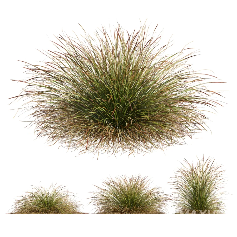 AV Stipa arundinacea Anemanthele lessoniana and Stipa arundinacea Sweet Grass - Image 1