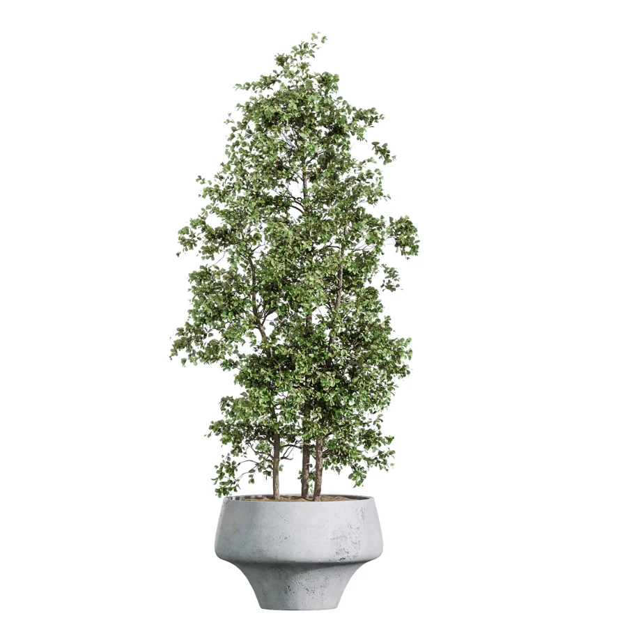AV Indoor Plants Set 457 Olive Eucalyptus and Bird Of Paradise and Chemlali Olive and Snake Sansevieria - Image 4