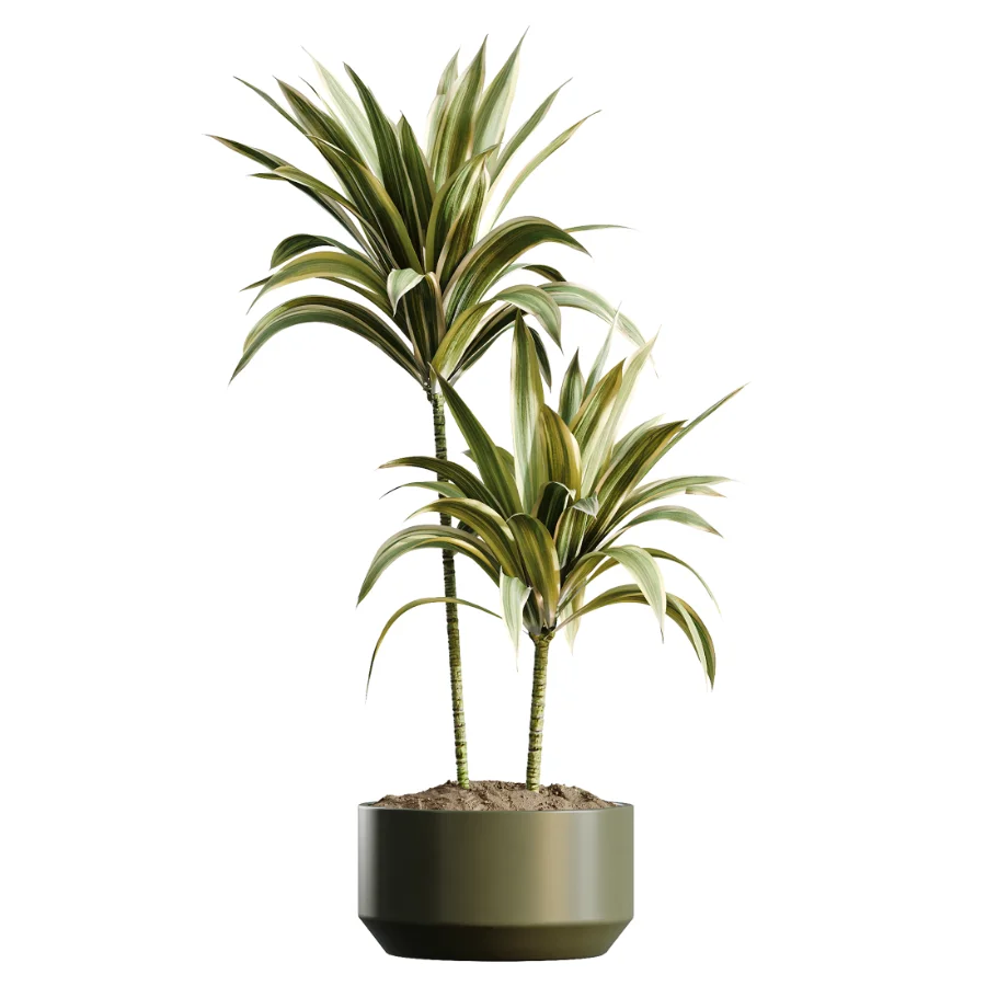 AV Indoor Plants Set 466 Dracaena Warneckii Lime Cane and Ficus microcarpa and Rhapis Lady Palm and Ravenala Banana and Chemlali Olive - Image 2