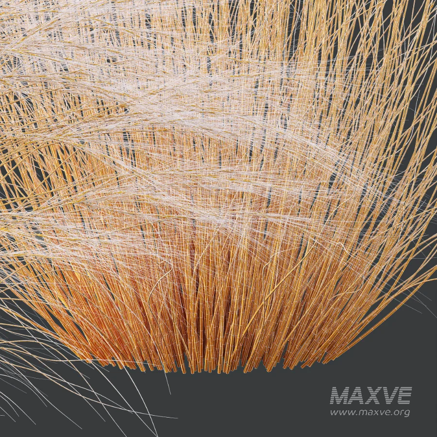 AV Celtica Gigantea Stipa Golden Oats and Stipa Tenuissima Ostnica Mocna Pony Tails - Image 13