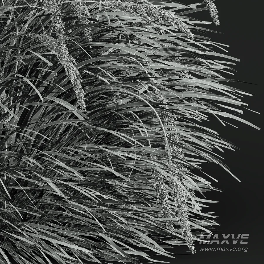 AV Calamagrostis Acutiflora Karl Foerster and Stipa arundinacea Sweet Grasses - Image 12