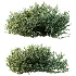 AV Gray Box Westringia Fruticosa Coastal Rosemary and Montra Olive Bushes - Thumbnail 7