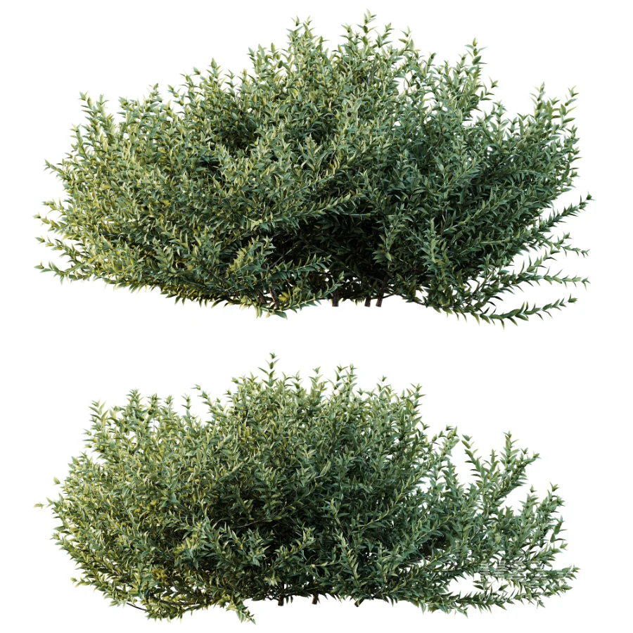 AV Gray Box Westringia Fruticosa Coastal Rosemary and Montra Olive Bushes - Image 7