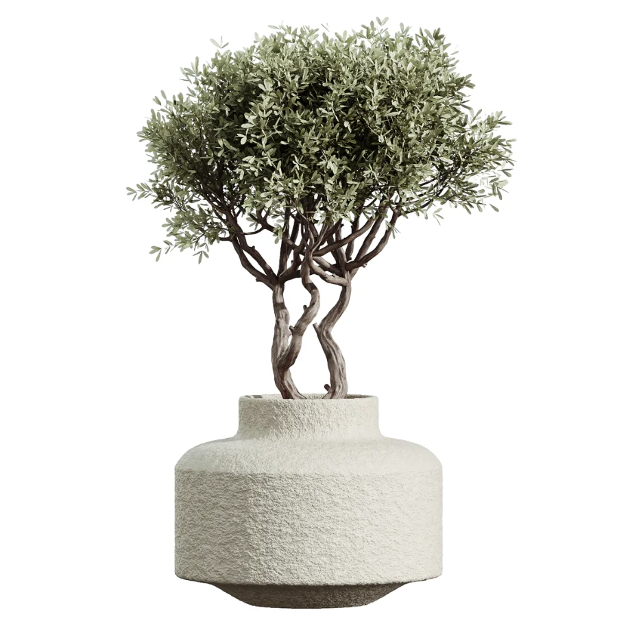 AV Indoor Plants Set 460 Ficus Cyathistipul and Calathea Lutea and Chemlali Olive and Ficus Benjamina African Fig - Image 4