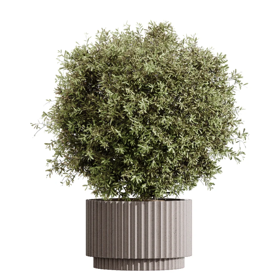 AV Indoor Plants Set 456 Wilsonii Chemlali Olive and Mission Olive Tree and Rhapis Lady Palm and Spathiphyllum Wallisii - Image 6