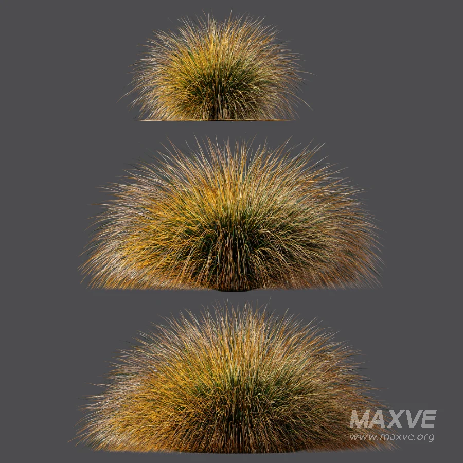 AV Carex Testacea Orange Sedge Grass Prairie Fire and Molinia Caerulea Heidebraut Kleines Pfeifengras - Image 6