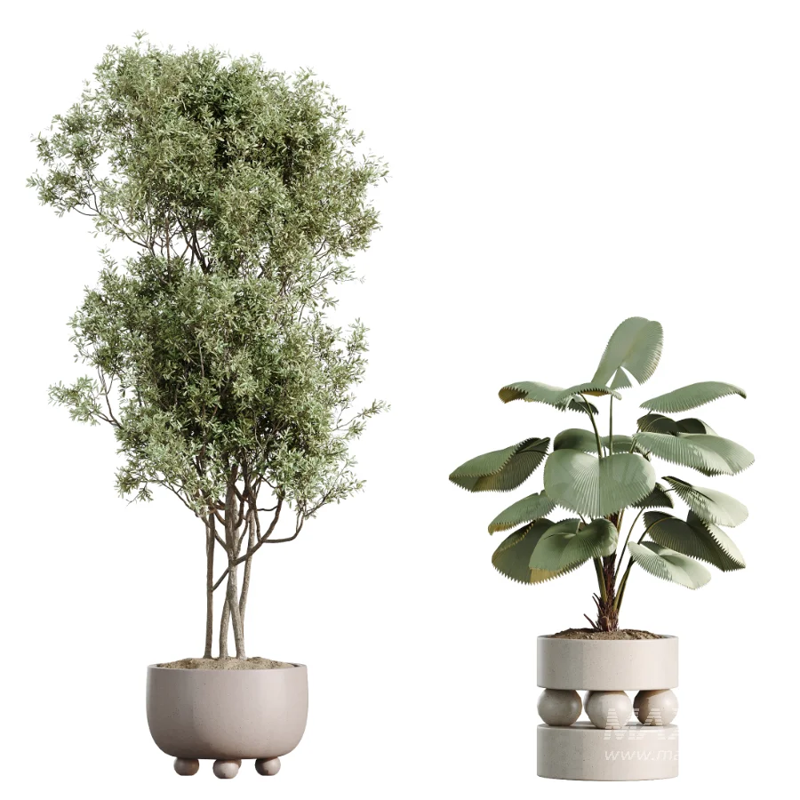 AV Indoor Plants Set 462 Licuala Grandis Palm and Dracaena Warneckii Cane and Snake Sansevieria and Ficus Cyathistipula and Chemlali Olive - Image 9