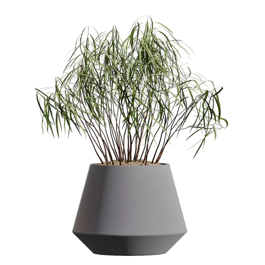 AV Indoor Plants Set 454 Chemlali Olive Tree and Bird Of ParadiseBird and Ficus microcarpa and Ficus Dracaena Marginata - Image 4