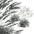 AV Calamagrostis Acutiflora Karl Foerster - Thumbnail 8