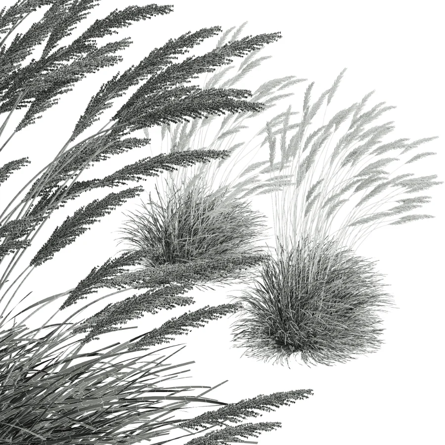 AV Calamagrostis Acutiflora Karl Foerster - Image 8