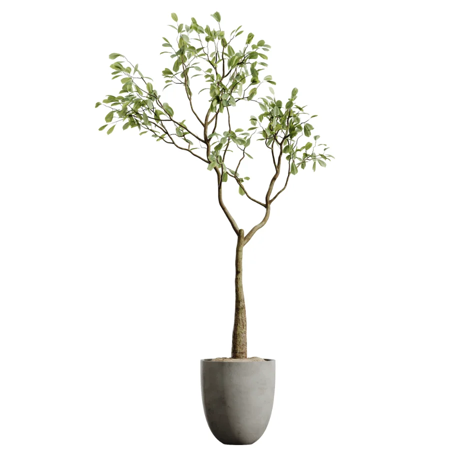 AV Indoor Plants Set 500 Lady Palm and Ravenala Banana and Ficus Marginata and China Orange Tree and Chemlali Olive - Image 1