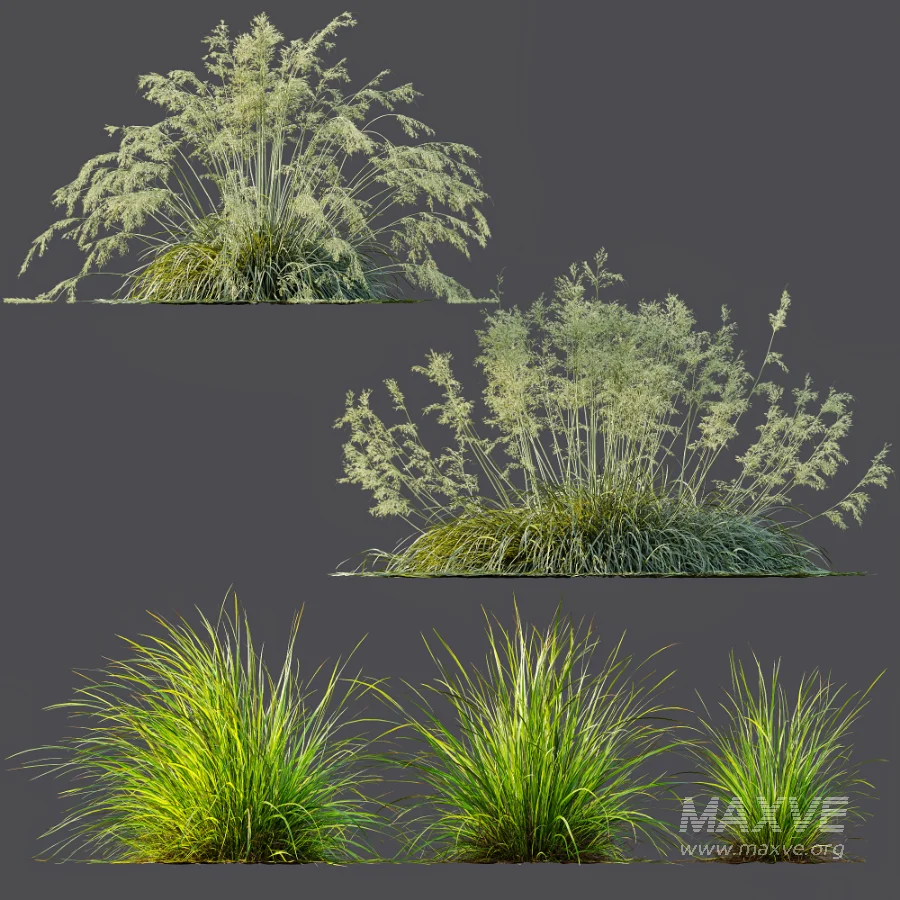 AV Celtica Gigantea Stipa Golden Oats and Carex Elata Aurea Grass - Image 7