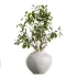 AV Indoor Plants Set 451 Olive Elegant and Ficus Dracaena Marginata and Cyara Areca Palm - Thumbnail 2