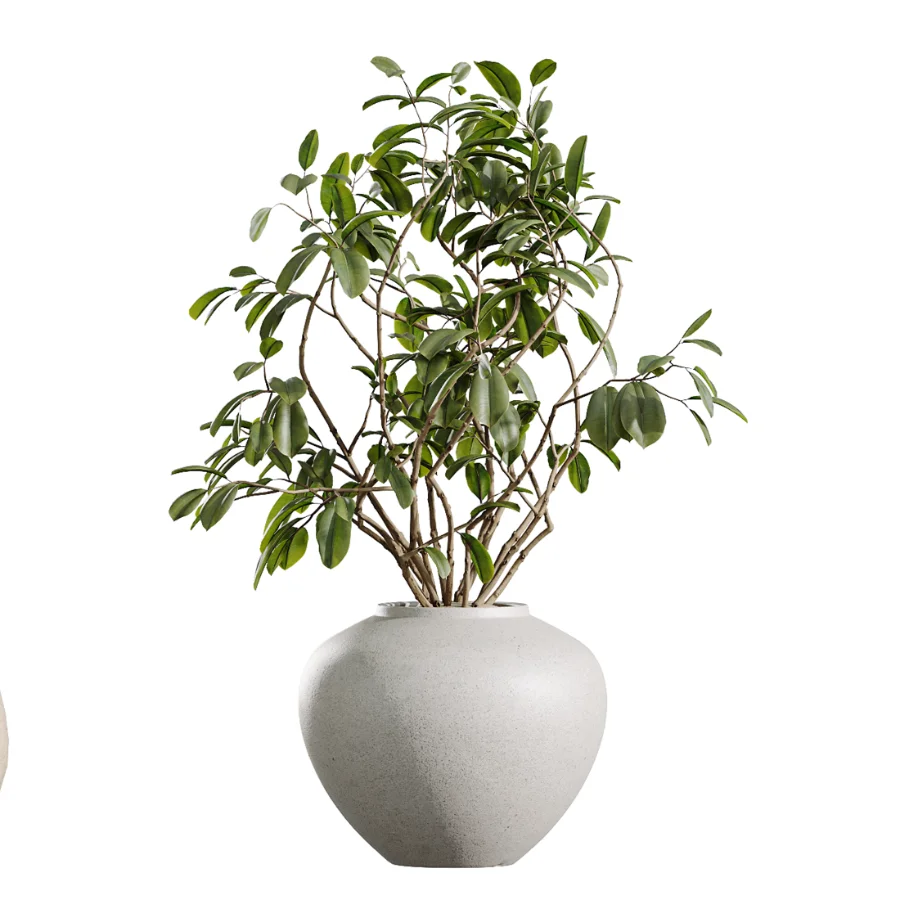 AV Indoor Plants Set 451 Olive Elegant and Ficus Dracaena Marginata and Cyara Areca Palm - Image 2