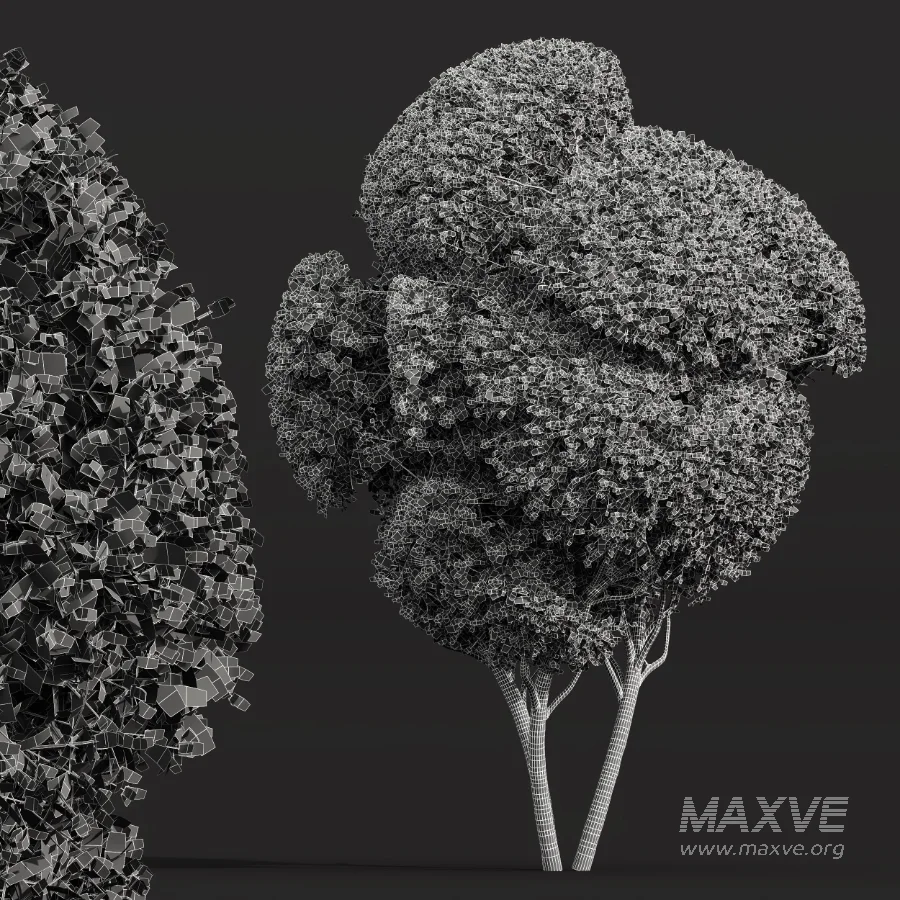 AV Ficus Concinna Bonsai Pruned and Ligustrum Quihoui Privet Pruned Box - Image 8