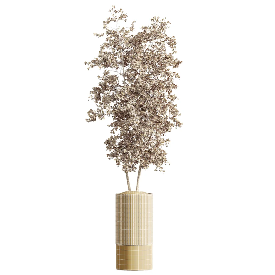 AV Indoor Plants Set 465 Coconut Palm and Cyara Areca Palm and Chemlali Olive Tree and Orange Calamondin Tree - Image 3