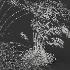AV Celtica Gigantea Stipa Golden Oats - Thumbnail 9