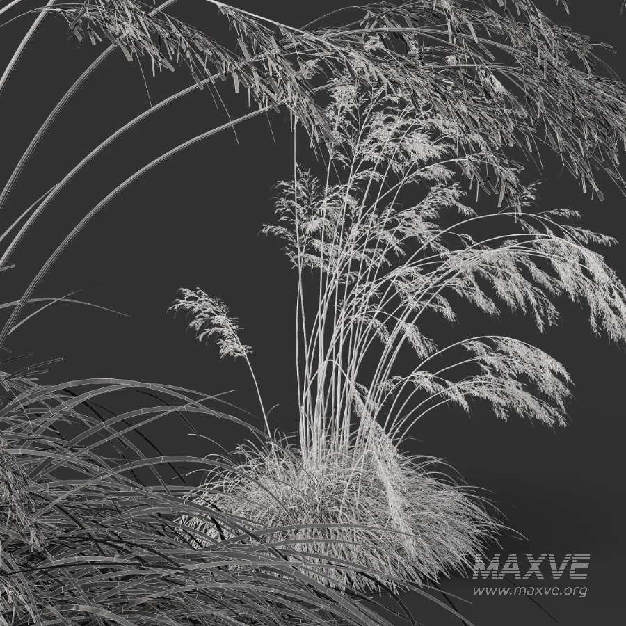 AV Celtica Gigantea Stipa Golden Oats - Image 9