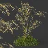 AV Celtica Gigantea Stipa Golden Oats and Carex Elata Aurea Grass - Thumbnail 9