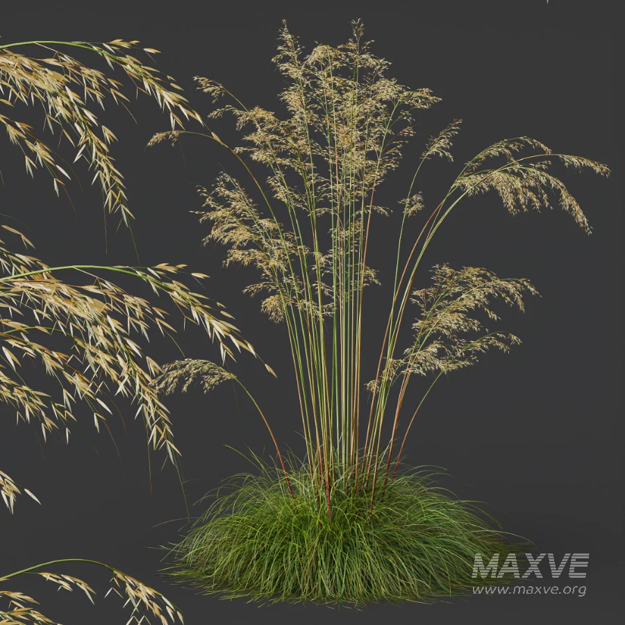 AV Celtica Gigantea Stipa Golden Oats and Carex Elata Aurea Grass - Image 9