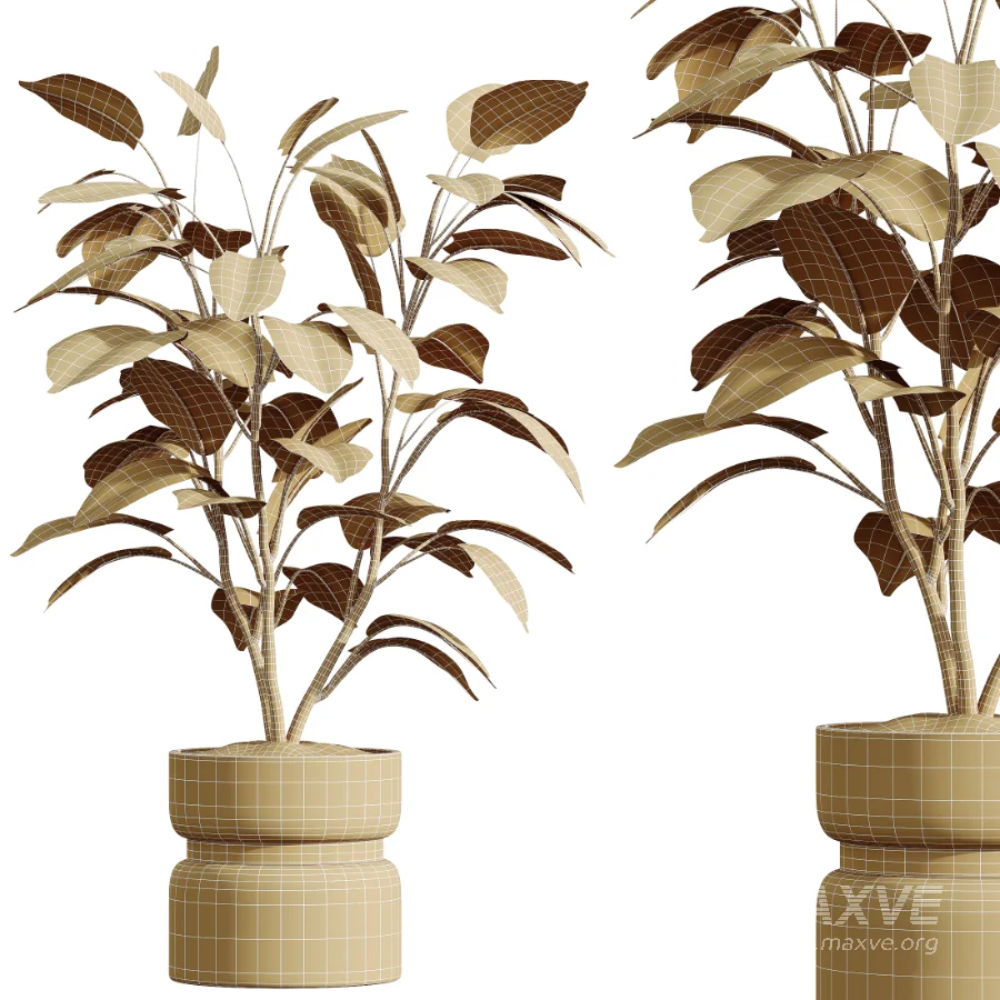 AV Indoor Plants Set 463 Ficus lyrata and Cyara Areca Palm and Aspidistra Elatio and Ficus Dracaena Marginata - Image 8
