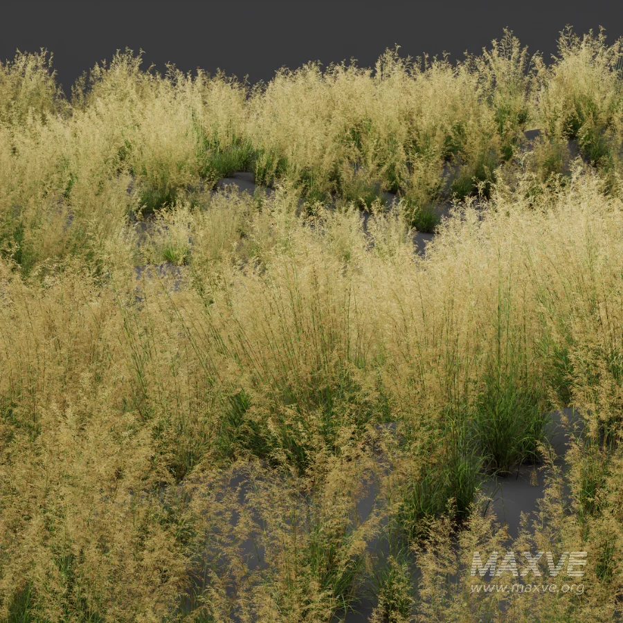 AV Celtica Gigantea Stipa Golden Oats and Stipa Tenuissima Ostnica Mocna Pony Tails - Image 7