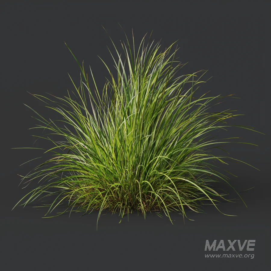 AV Celtica Gigantea Stipa Golden Oats and Carex Elata Aurea Grass - Image 5