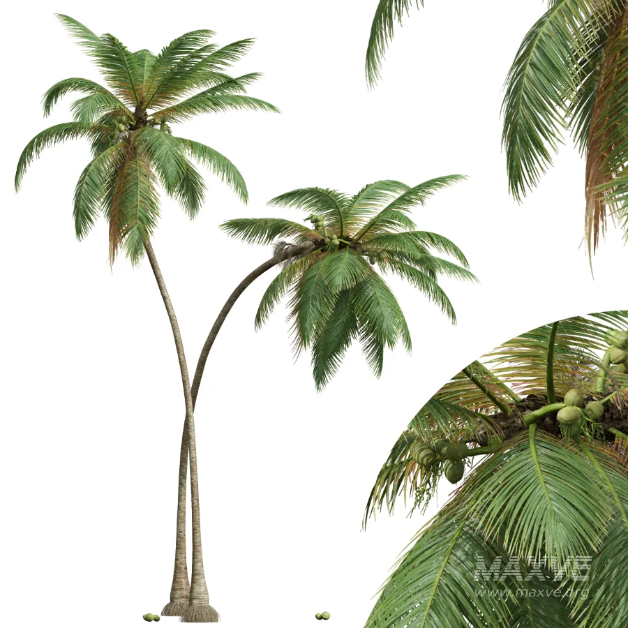 AV Cocos Nucifera palms - Image 3