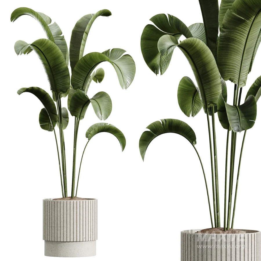 AV Indoor Plants Set 459 Chemlali Olive and Cat Reed Palm and China Orange Tree and Ficus Dracaena Marginata and Ravenala Banana - Image 4