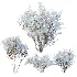 AV Winter Plant Snow Myrtle flower Winter and Snow Quihoui Privet - Thumbnail 5